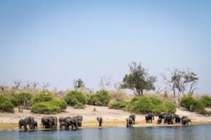 Chobe Game Drive
