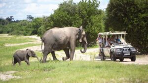 Chobe Game Drive